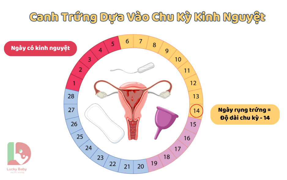 Canh trứng sinh con trai dựa vào chu kỳ kinh nguyệt