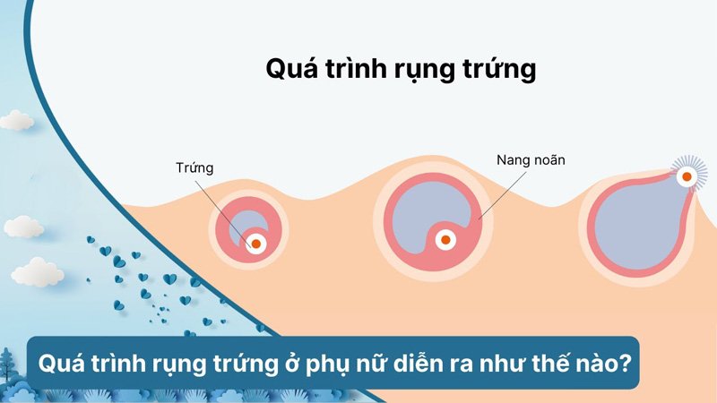 Trứng rụng, rụng trứng như nào