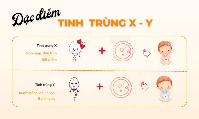 Bảng phân biệt đặc điểm tinh trùng Y và X