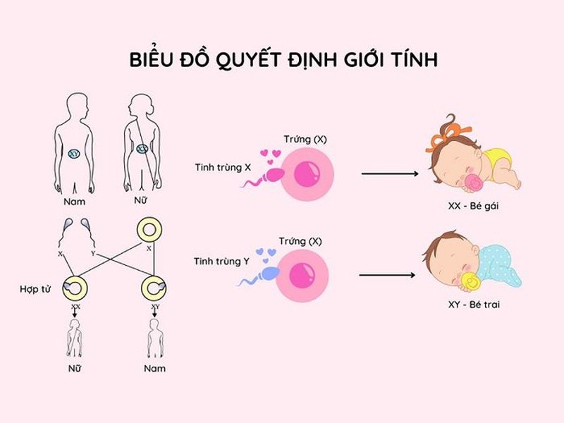 Tinh trùng Y và cách sinh quý tử