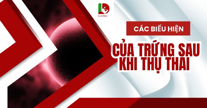 Dấu Hiệu Trứng Thụ Thai: 8 Biểu Hiện Nhận Biết Chính Xác