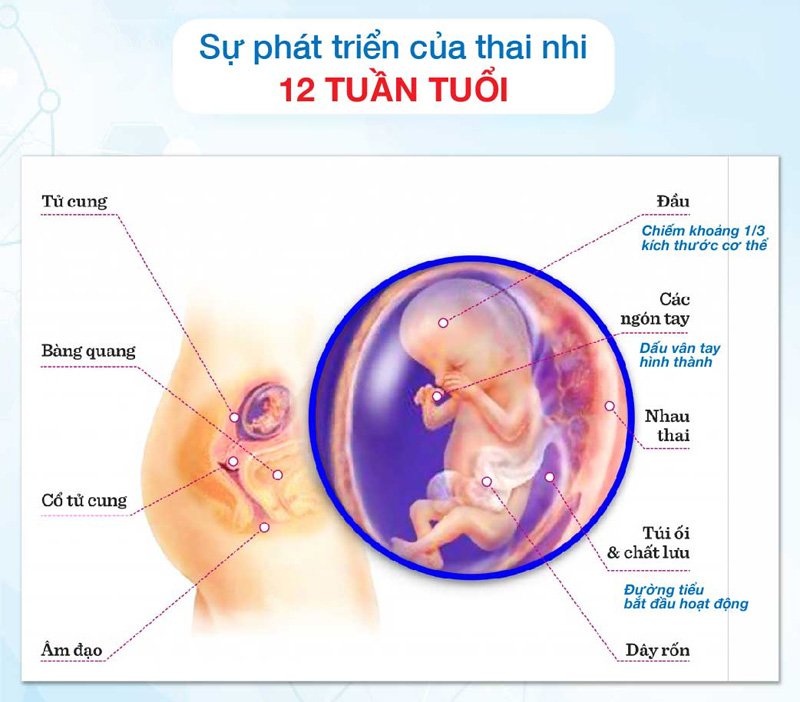 các bước phát triển của bé, thai kỳ tuần 12