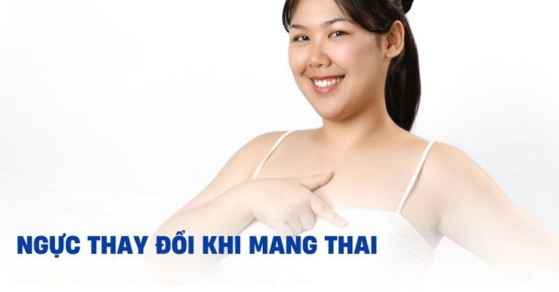 dấu hiệu đang thụ thai, thay đổi về ngực