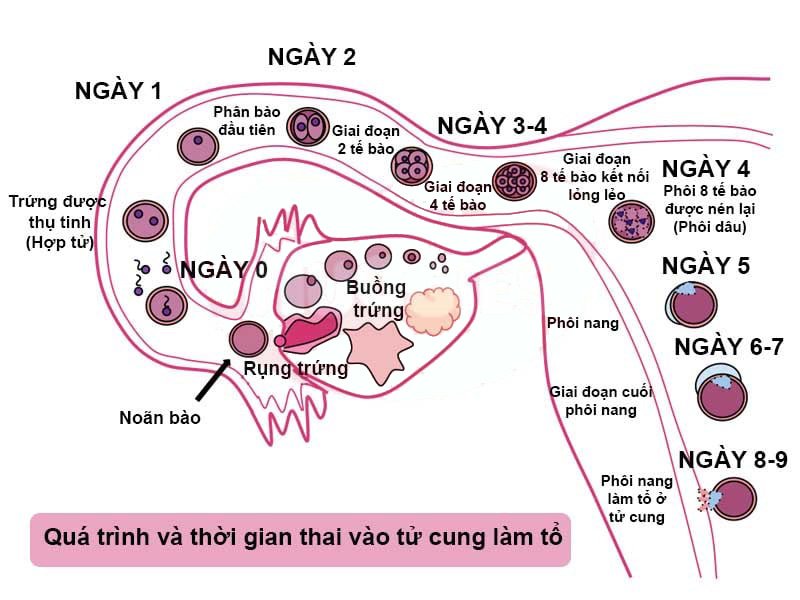 dấu hiệu thụ thai tuần đầu, hợp tử phát triển