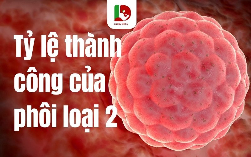 Tỷ Lệ Thành Công Của Phôi Loại 2: Những Điều Cần Biết