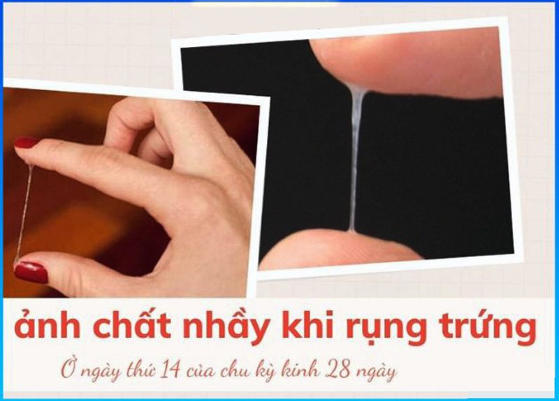 Dịch âm đạo khi rụng trứng