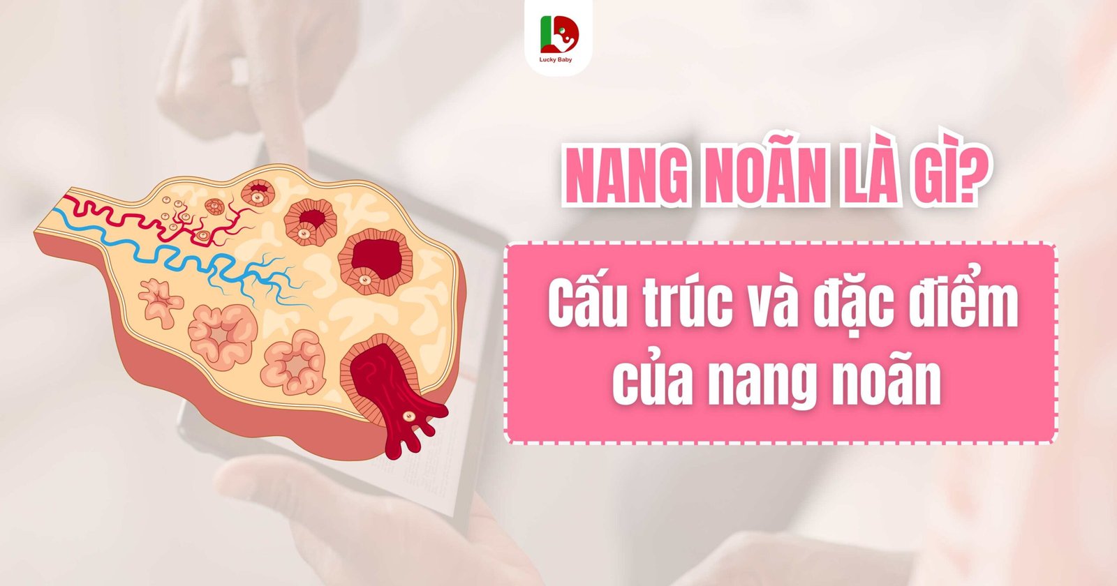 Nang noãn là gì