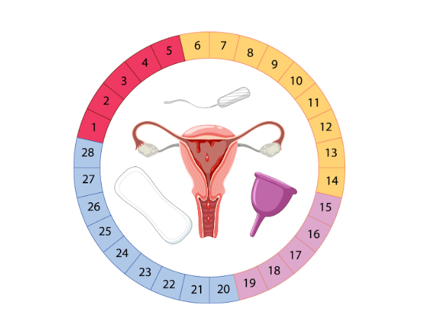 Chu kỳ kinh nguyệt