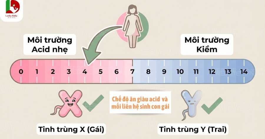 Chế độ ăn giàu acid và mối liên quan đến sinh con gái