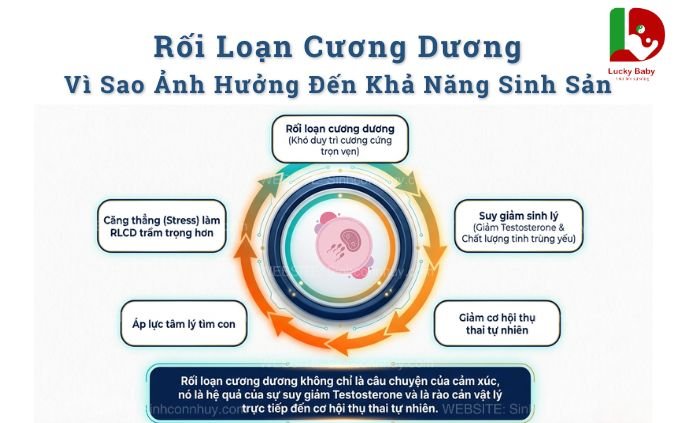 Ảnh minh họa : Rối Loạn Cương Dương Ảnh Hưởng Đến Khả Năng Sinh Sản